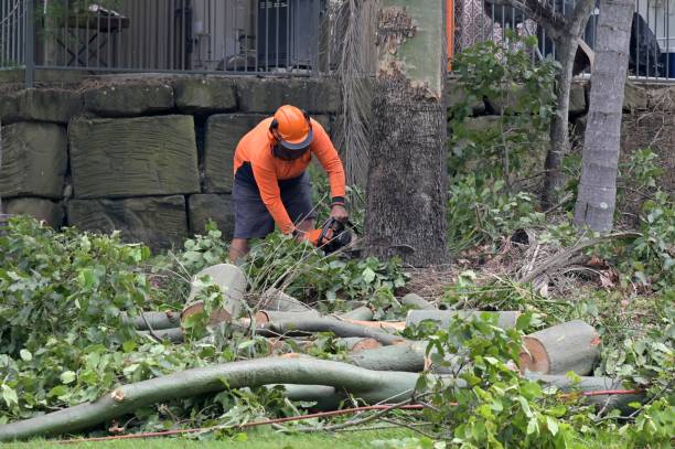 Tree Removal for Businesses in Pinconning, MI